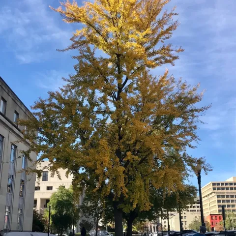Ginkgo. photos by Karen Metz