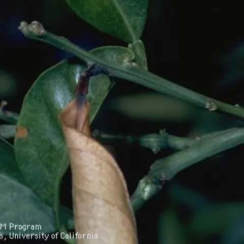 A curled, dried leaf with a black lesion on the petiole are symptoms of citrus blast caused by Pseudomonas syringae. UC IPM Program