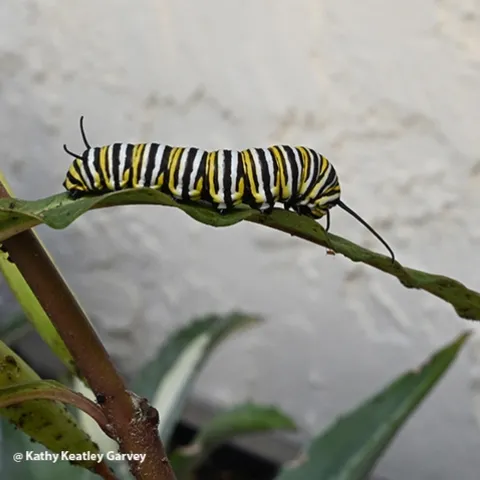 A monarch caterpillar, the result of fall breeding in Vacaville, Calif. (Photo by Kathy Keatley Garvey)