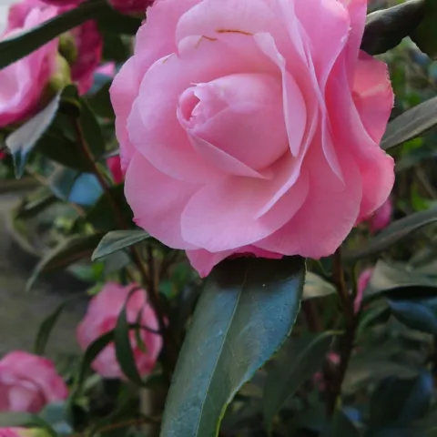 Pick up fallen camellia blossoms promptly to prevent petal blight on next year's flowers. (Photo: Wikimedia Commons)