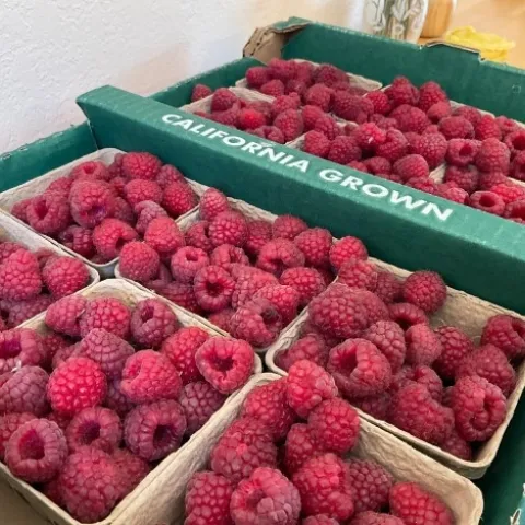 Multiple baskets of raspberries in bulk box