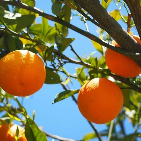 oranges-fruits-orange-tree-citrus-fruits pisquels