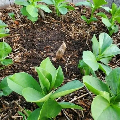 Photo of plant cut off 3 inches above the ground level.