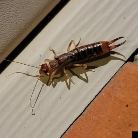 Earwig on the threshold of an exterior door.