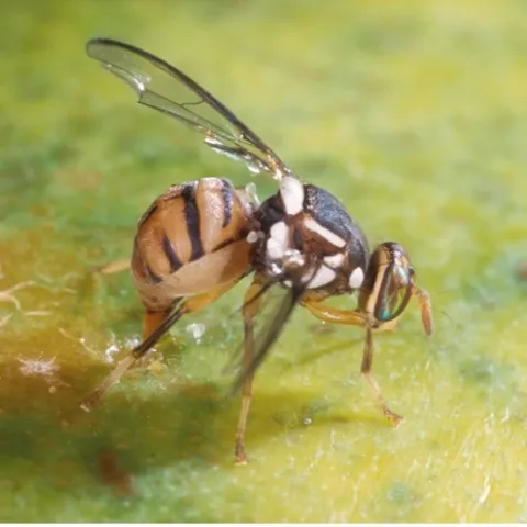 A fruit fly laying eggs into a green mango fruit.