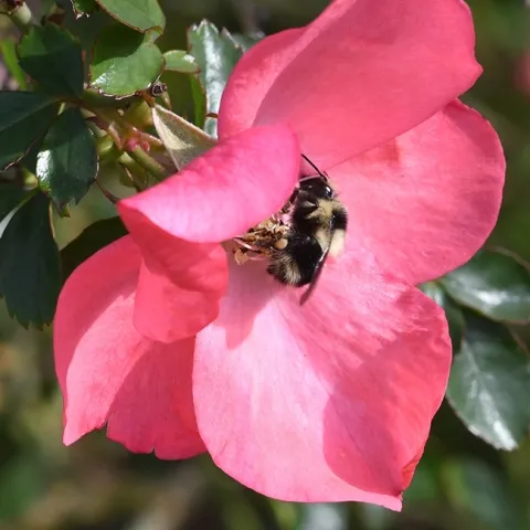 A black-tailed bumble bee, Bombus melanopygus, foraging on a rose in Benicia, Solano County, on Jan. 25, 2020. (Photo by Kathy Keatley Garvey)