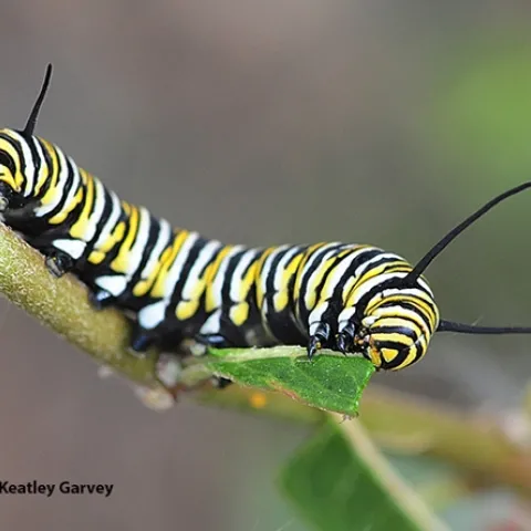 A monarch caterpillar munching on milkweed in a Vacaville garden. (Photo by Kathy Keatley Garvey)