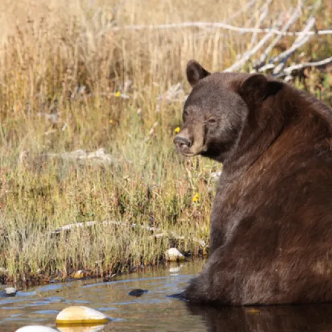 A bear cools off in a stream in Yellowstone National Park. A UC Davis study found that North American mammals in hotter regions increasingly seek out forested areas away from human-dominated landscapes. Credit: D. Karp