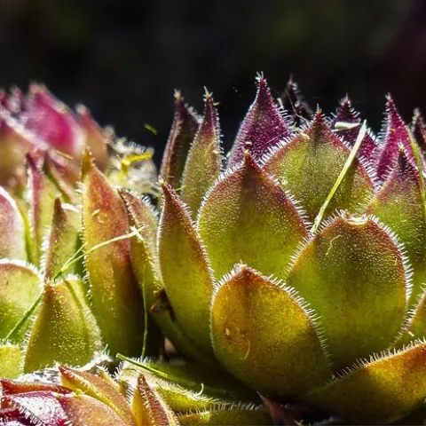 hens-and-chicks-359273 1280 Pixabay