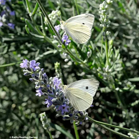 Art Shapiro spotted two cabbage white butterflies on Feb. 8, 2023 in West Sacramento. He spotted the first one, a female, at 11:22 a.m. At 11:38, he saw a male. He recorded them but did not collect them. Note: These images aren't them. (Photo by Kathy Keatley Garvey)