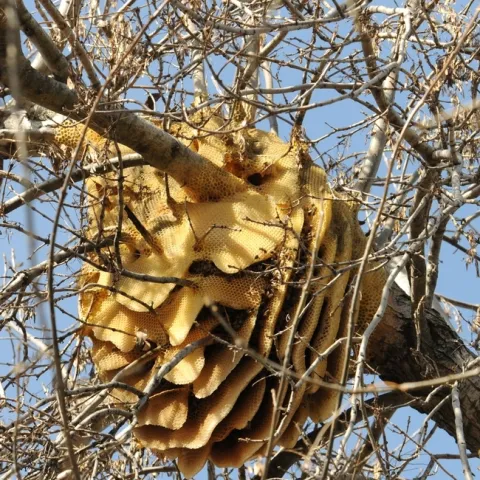 A feral honey bee colony (now gone) from a backyard in Vacavile, Calif. (Photo by Kathy Keatley Garvey)