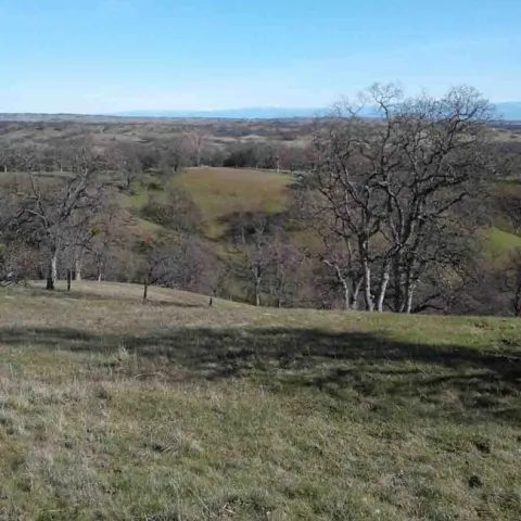 Blue oaks dot the foothills of the coast range. Laura Lukes