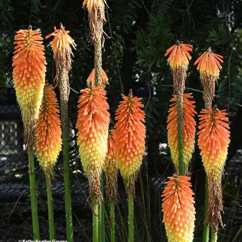 The Kniphofia "Christmas Cheer" poker plant, seen here in the Ruth Risdon Storer Garden and nearby area, grows in clumps. (Photo by Kathy Keatley Garvey)