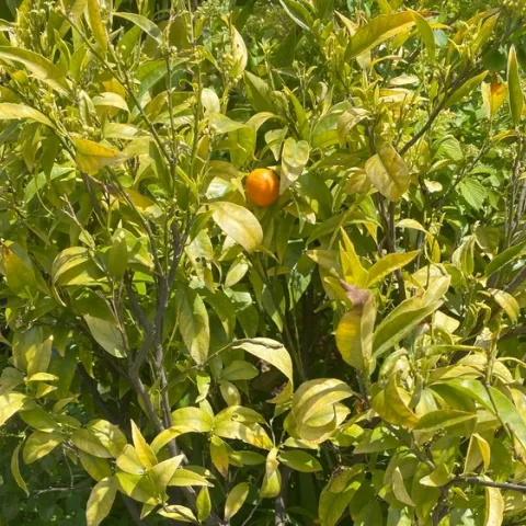 Yellowing leaves of citrus in a container