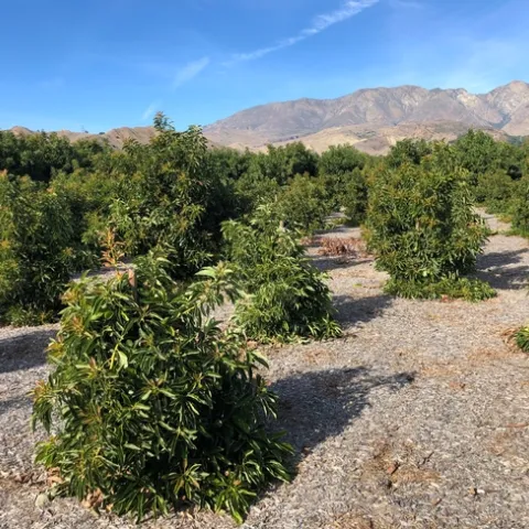 avocado different groth rates