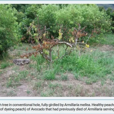 peach dead from armillaria