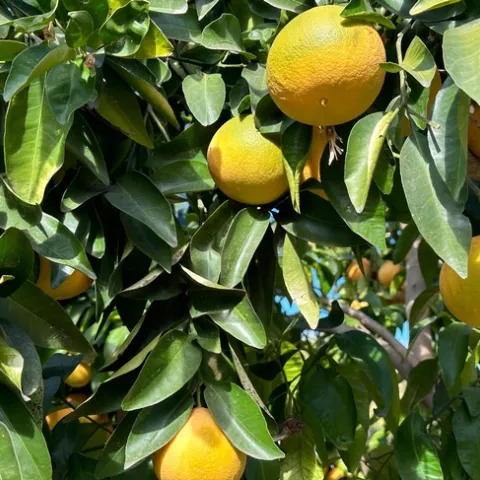 Photo: Constance Starner