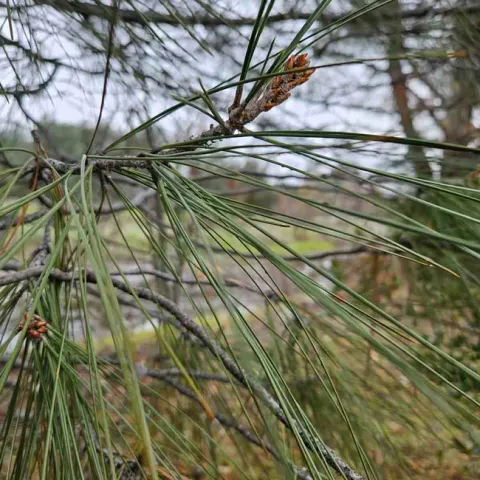 A young cone sprouts on the gray pine. Laura Lukes