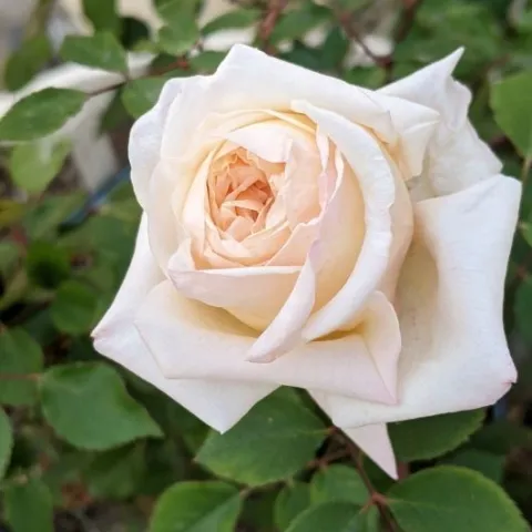 Mlle. Franzika Kruger aka Frannie Kruger. (Photo: Debbie DiNoto)