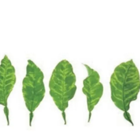 citrus yellow vein clearing images