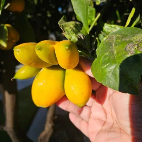 tangelo citrus bud mite