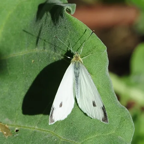 The search is on to collect the first cabbage white butterfly of the year in the three-county area of Yolo, Sacramento and Solano. (Photo by Kathy Keatley Garvey)