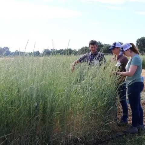 De izquierda a derecha aparecen los investigadores Mark Lundy, Kalyn Taylor y Taylor Becker (en ese momento todos eran parte del Departamento de Ciencias de las Platas de UC Davis), mientras observan las parcelas sembradas con pasto de trigo. La fotografía fue tomada en el 2019 por el Departamento de Ciencias de las Plantas de UC Davis
