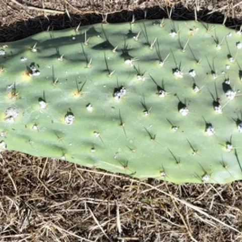 Opuntia paddle infected by Cochineal scale. (Photos: Josefa Price)