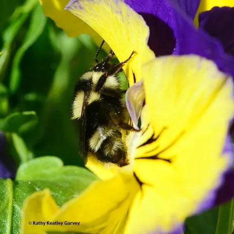 Here's a close-up of what this bumble bee species, Bombus melanopygus, looks like. (Photo taken in Vacaville by Kathy Keatley Garvey)
