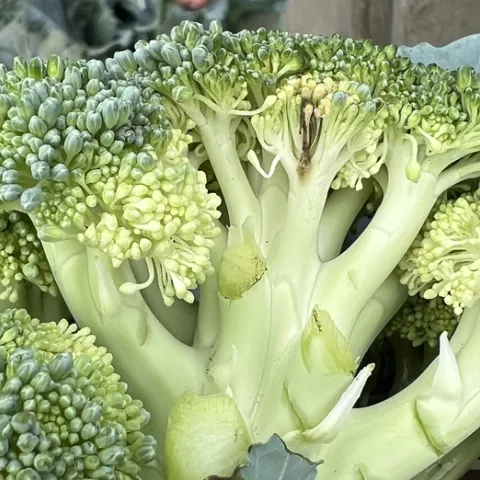 Photo 2. Alternaria head rot can spread from buds to stems