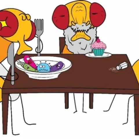 Cartoon from the William Ja lab. He will speak on "Eat, Exrete and Die: Regulation of Homeostatic Behaviors and Aging in Drosophila" on Jan. 22.