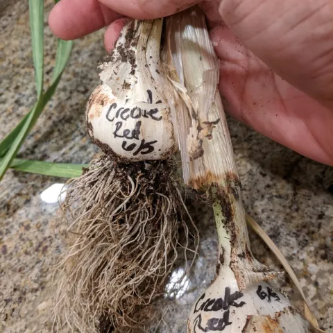 Creole Red. photos by Nanelle Jones-Sullivan