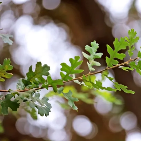 Oak Canopy
