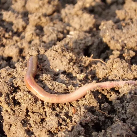 earthworm-686592_1280_Pixabay