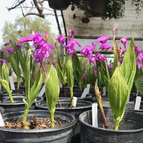 Chinese ground orchid. (Photo: Nancy Devaurs)