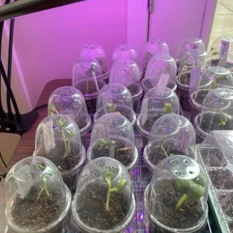 Seedlings making progress under a grow light.