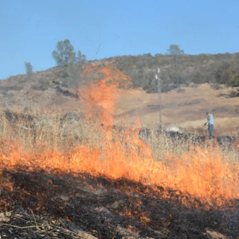 A prescribed burn, designed to help restore native habitat, was conducted earlier this year at McLaughlin Natural Reserve. Credit: B.Milligan, UC Davis.