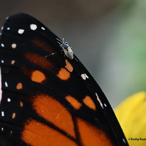 A bigeyed bug on the wing of a monarch butterfly. (Photo by Kathy Keatley Garvey)