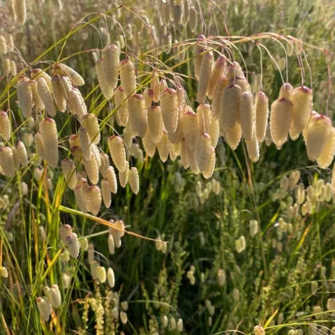 Briza major seed stems. Jennifer Jewell