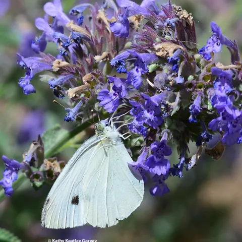 A cabbage white butterfly, Pieris rapae, sipping nectar on catmint (Nepeta). (Photo by Kathy Keatley Garvey)