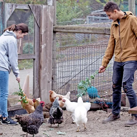 A young woman and young man feed green plants to a flock of chickens outdoors in a pen.