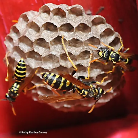 The makings of a European paper wasp nest in Davis. (Photo by Kathy Keatley Garvey)