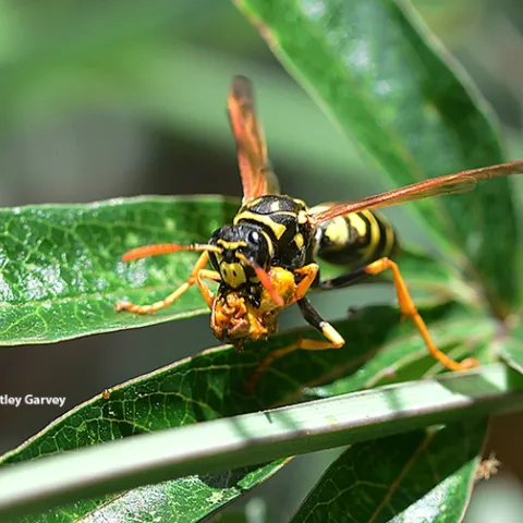 A European paper wasp, Polistes dominula, has just shredded a Gulf Fritillary caterpillar and is about to take the prey to her colony. (Photo by Kathy Keatley Garvey)