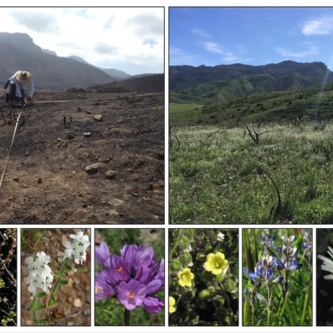 Images of the study site immediately following the fire and during the peak of the second growing season. Also shown are a number of native plant species found to be especially vulnerable to N addition. Photos by Justin Valliere and Tony Valois.