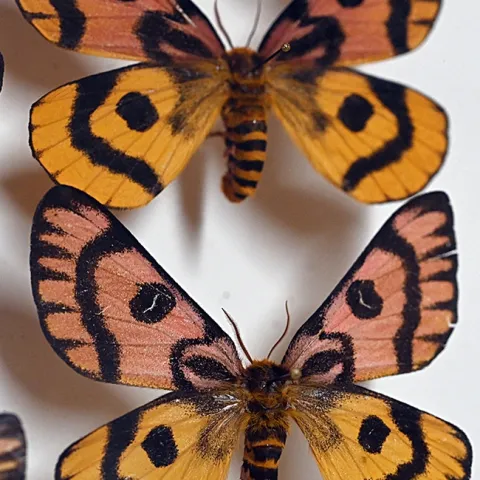 Two sheep moth specimens, Hemileuca eglanterina, at the Bohart Museum of Entomology. (Photo by Kathy Keatley Garvey)