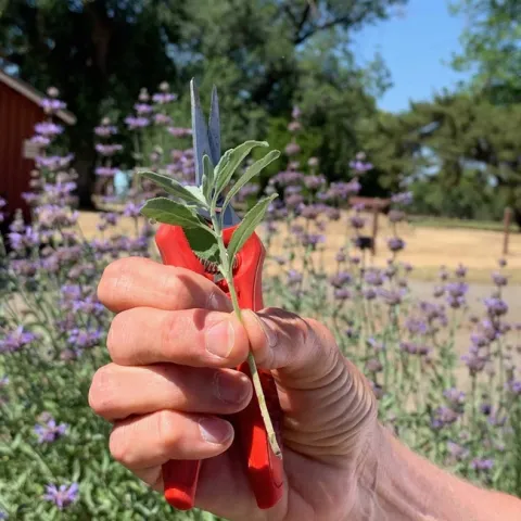 Learn to propagate plants from shoots like this in the Propagation Workshop this March. Laura Kling