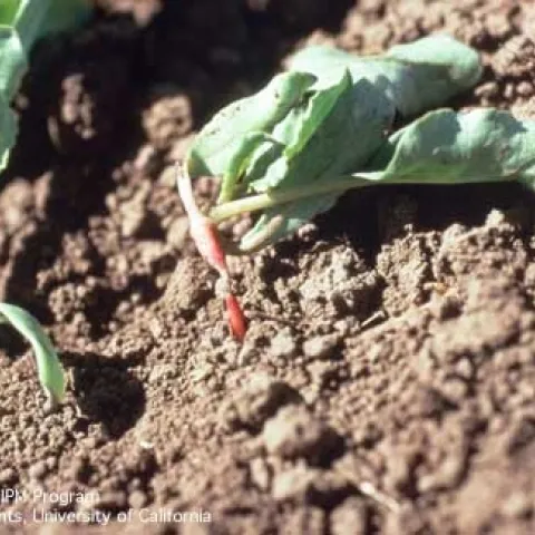 Two leafy green seedlings drooped over onto the soil.
