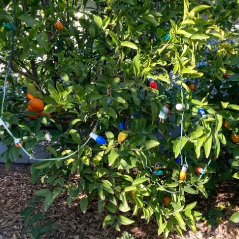 Protect citrus from frost with old-fashioned Christmas lights or other incandescent light under a frost cover. (Photo: Jeannette Warnert)