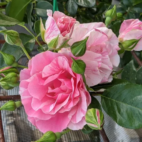 Picture of Flamingo Dancer rose