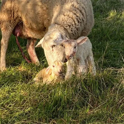 2022 lambing